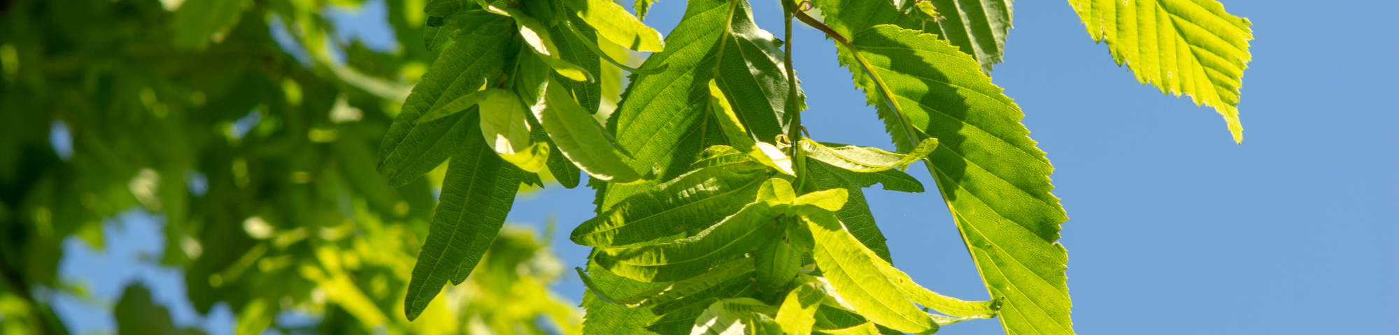 Carpinus betulus 'Pendula'