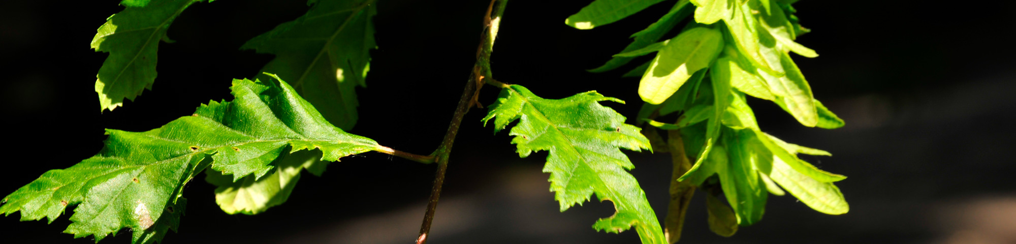 Carpinus betulus 'Quercifolia'