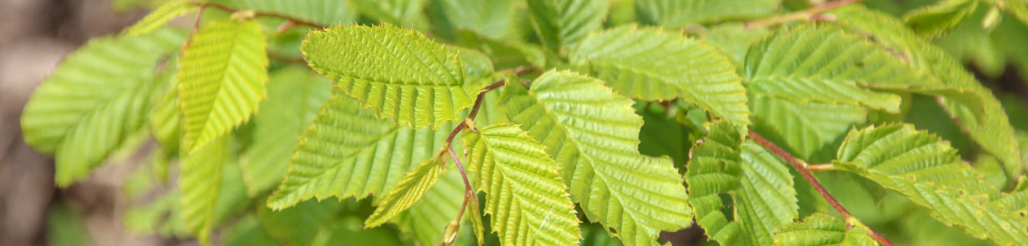 Carpinus caroliniana