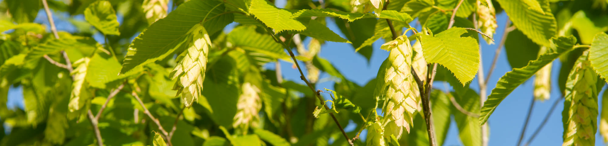 Carpinus cordata