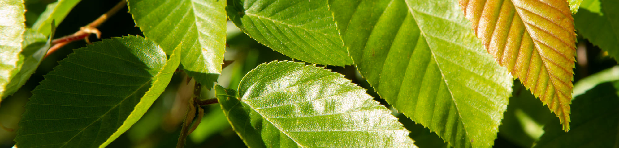 Carpinus henryana