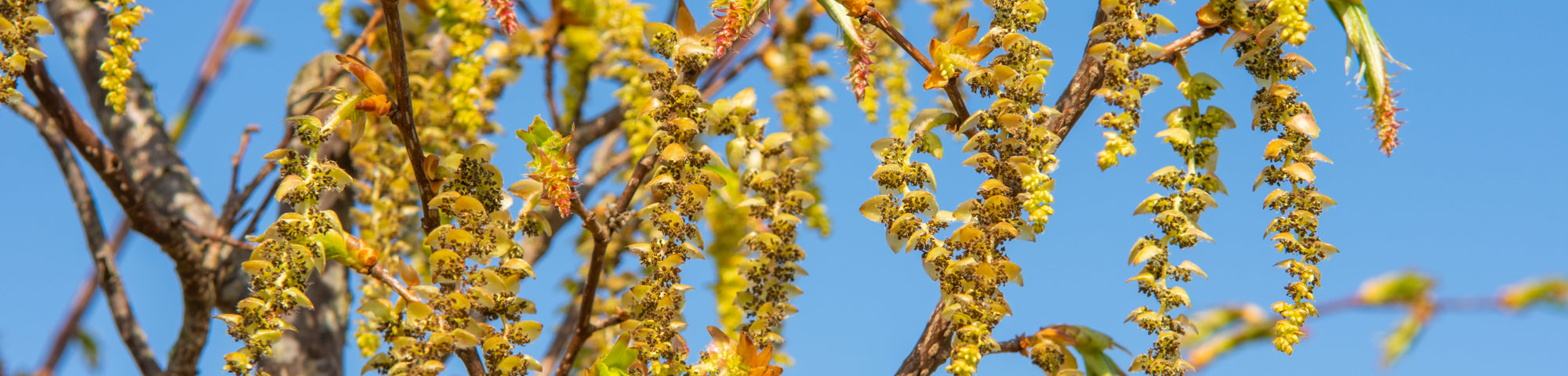 Carpinus japonica