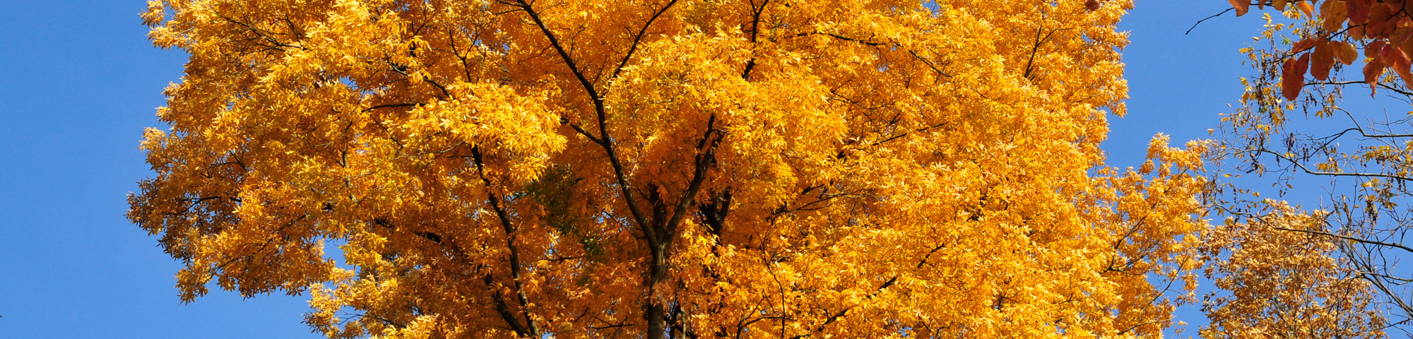 Carya cordiformis