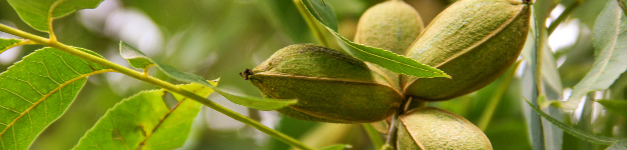 Carya illinoinensis