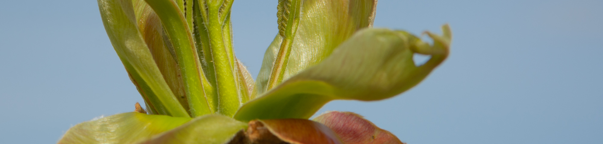 Carya ovata