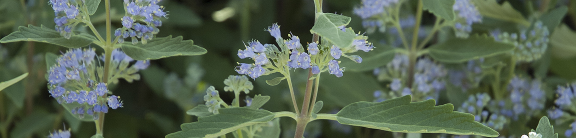 Caryopteris x clandonensis 'Heavenly Blue'