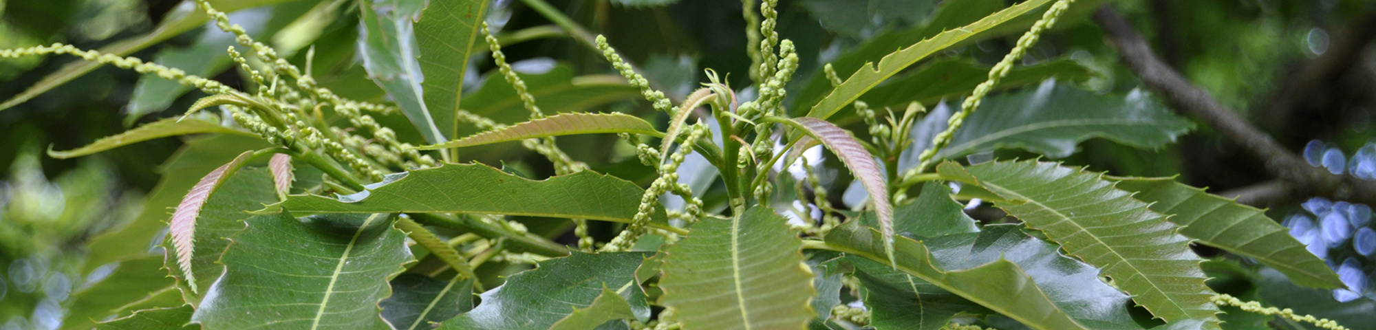 Castanea sativa 'Glabra'