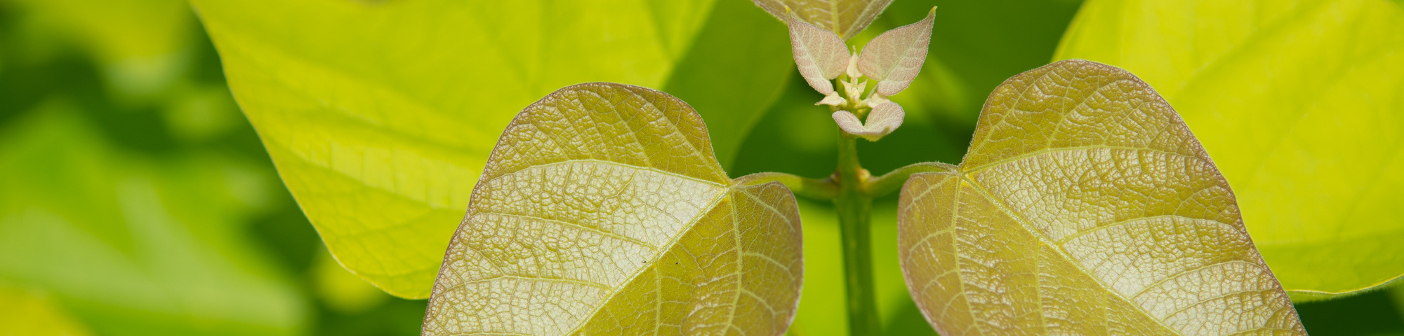 Catalpa bignonioides 'Aurea'