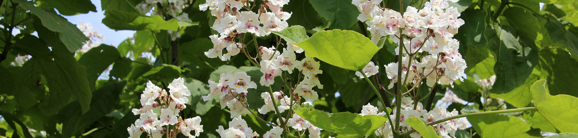 Catalpa bignonioides