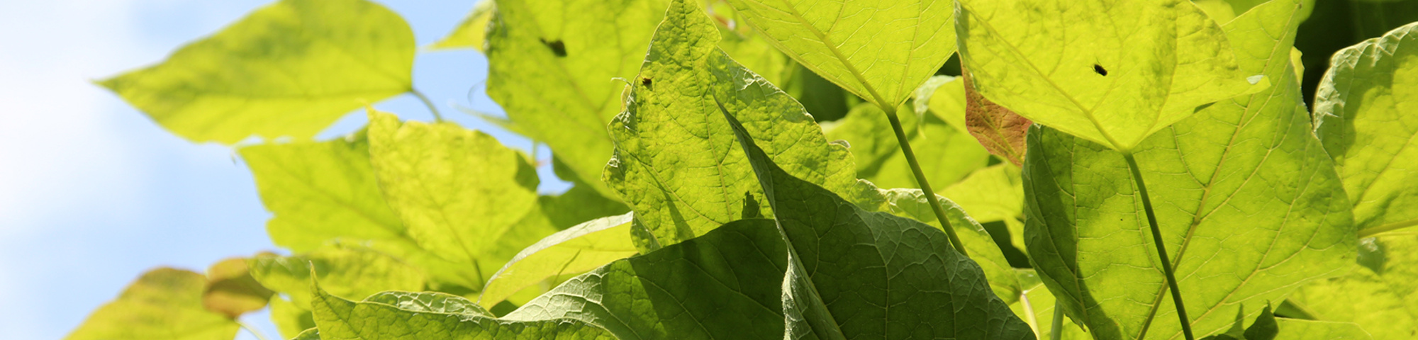 Catalpa bignonioides 'Nana'