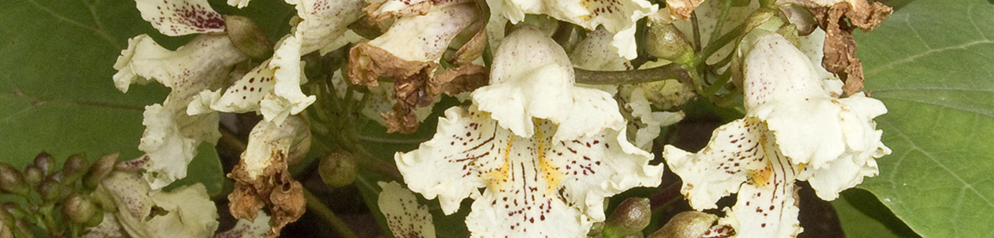 Catalpa ovata