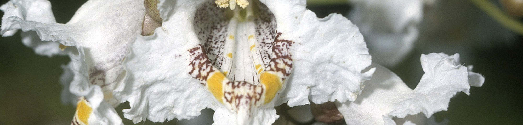 Catalpa speciosa