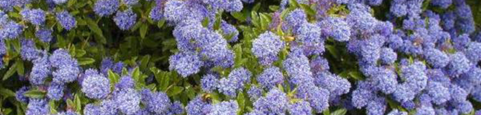 Ceanothus 'Blue Mound'