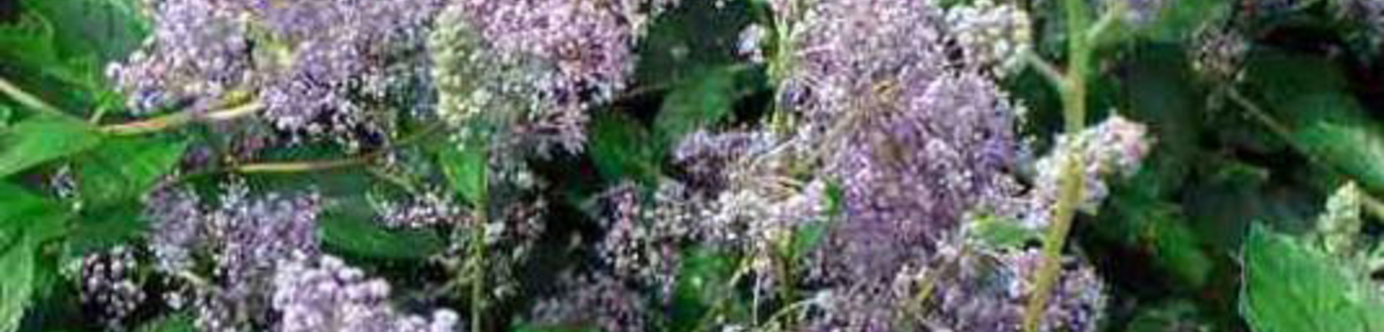 Ceanothus x delilianus 'Gloire de Versaille'