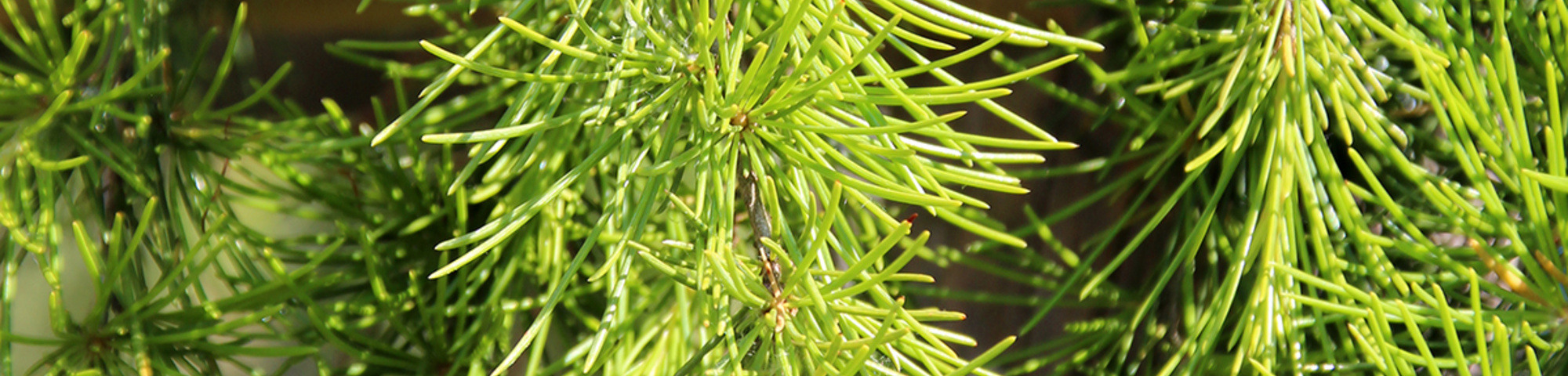 Cedrus deodara 'Aurea'