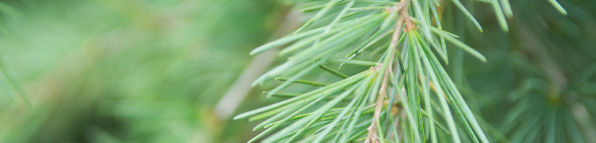 Cedrus deodara 'Robusta Glauca'