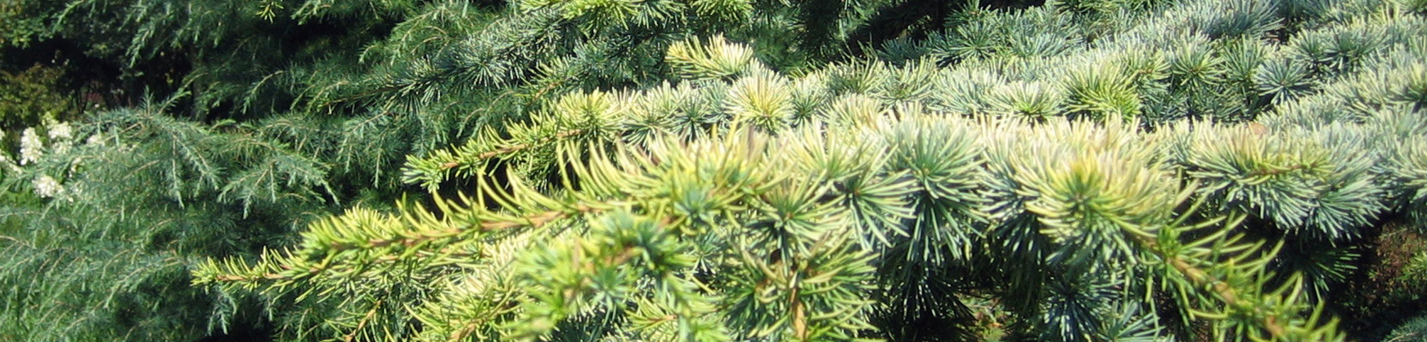 Cedrus libani 'Atlantica Aurea'