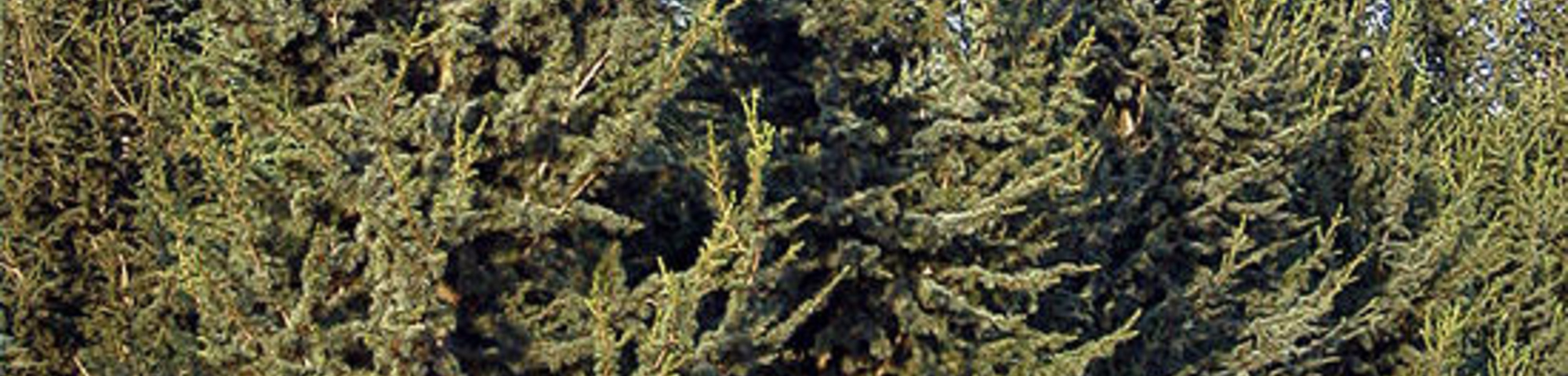 Cedrus libani 'Fastigiata'