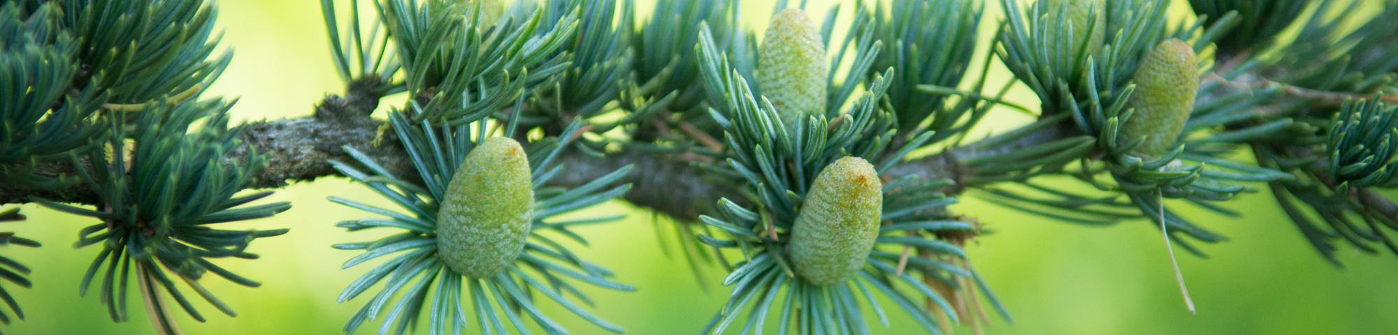 Cedrus libani