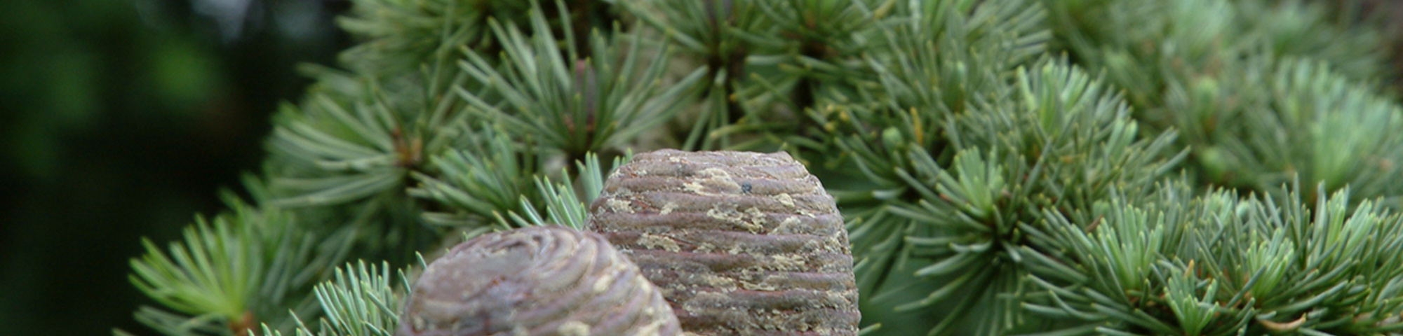 Cedrus atlantica 