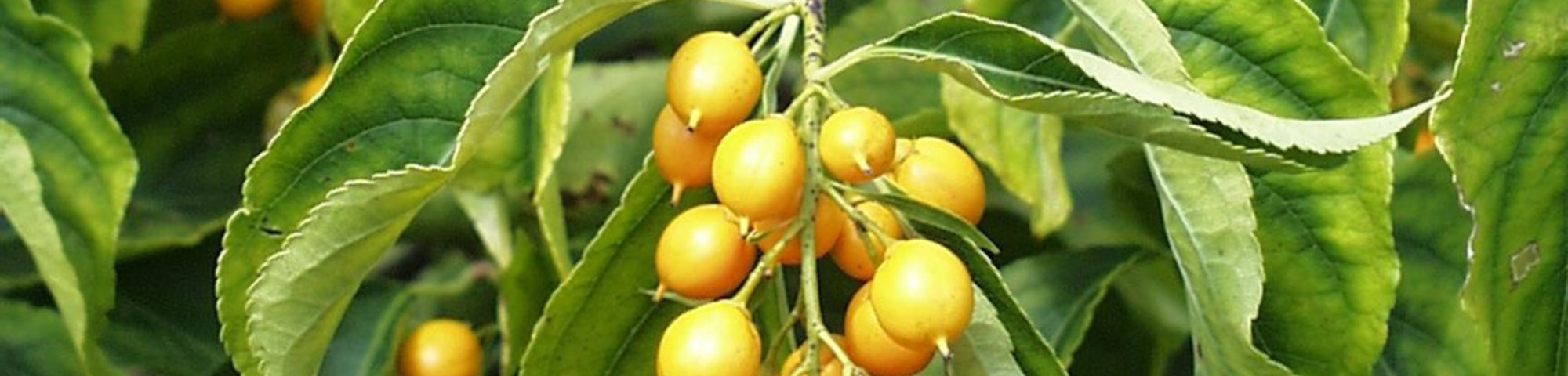 Celastrus scandens