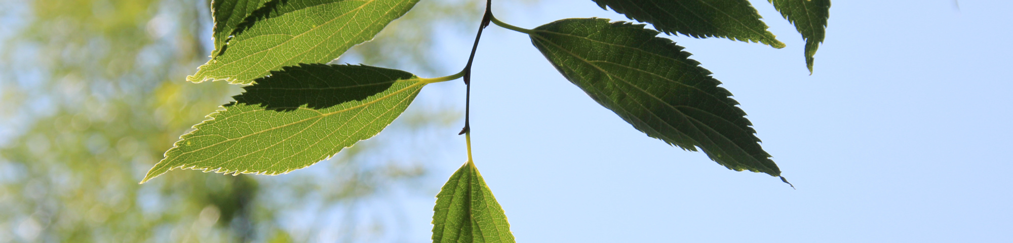 Celtis australis