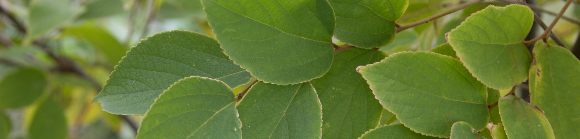 Celtis julianae