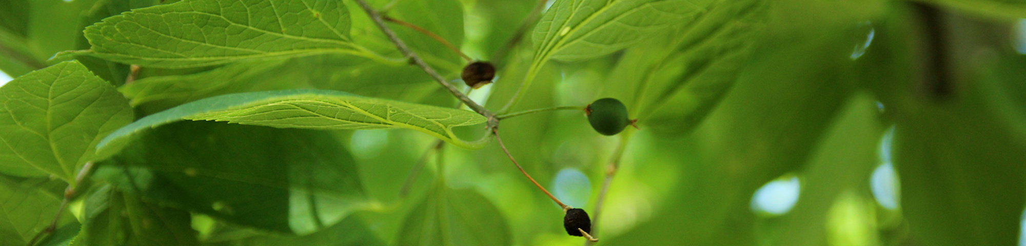 Celtis occidentalis