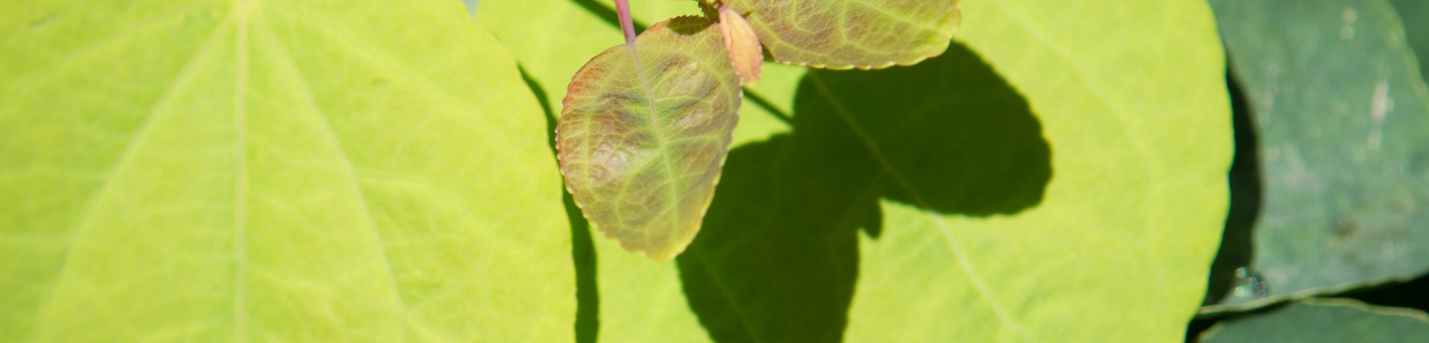 Cercidiphyllum japonicum