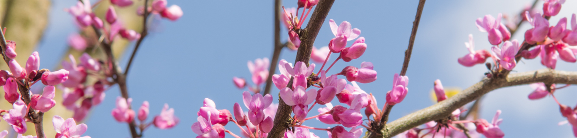 Cercis canadensis