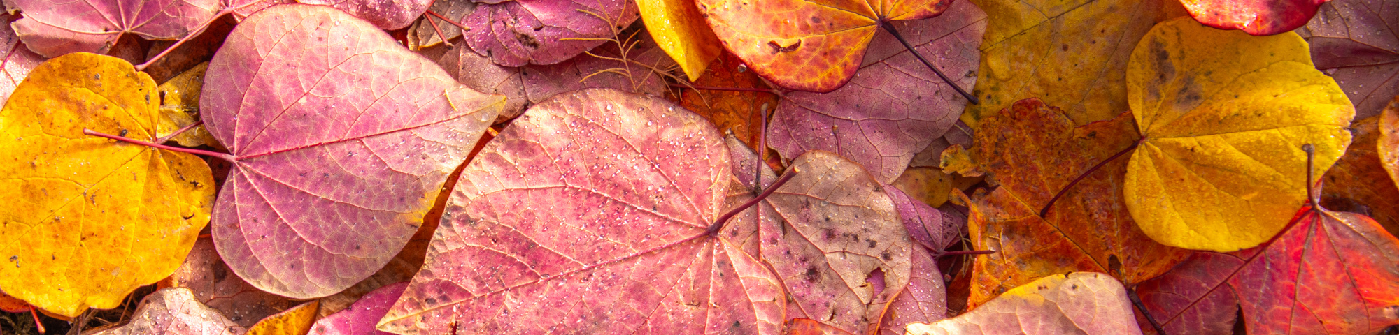 Cercis canadensis 'Forest Pansy'