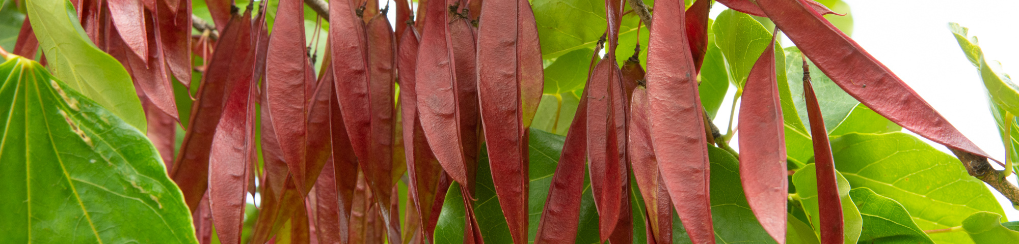 Cercis chinensis