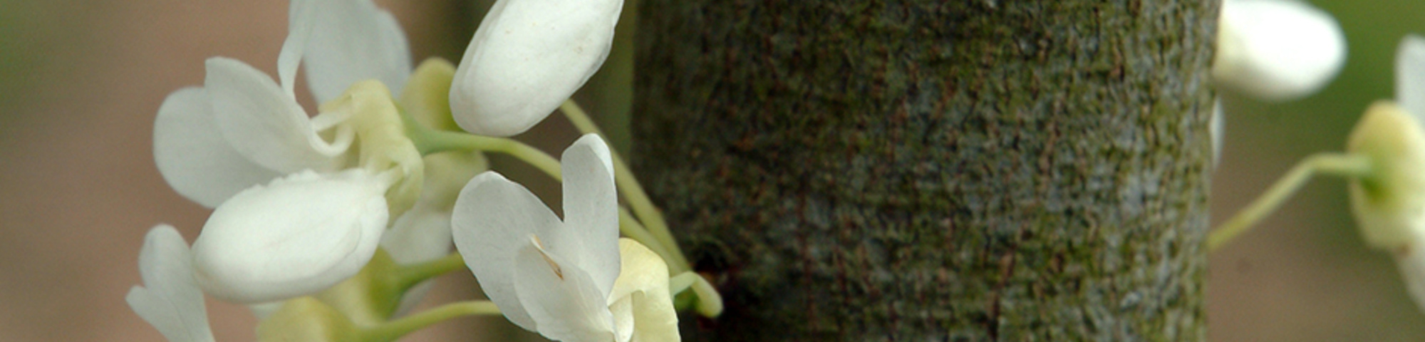 Cercis siliquastrum 'Alba'