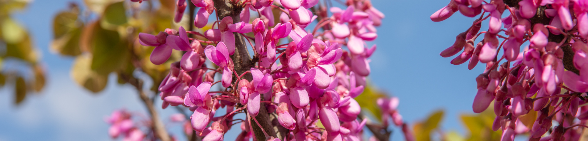 Cercis siliquastrum