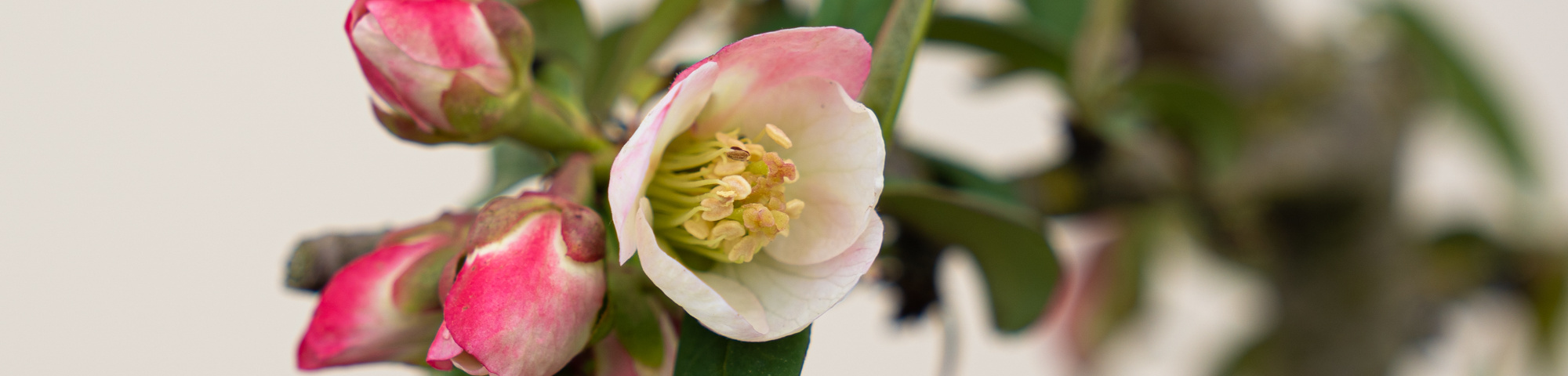 Chaenomeles cathayensis