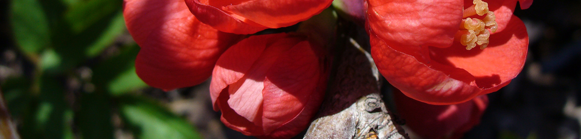 Chaenomeles japonica