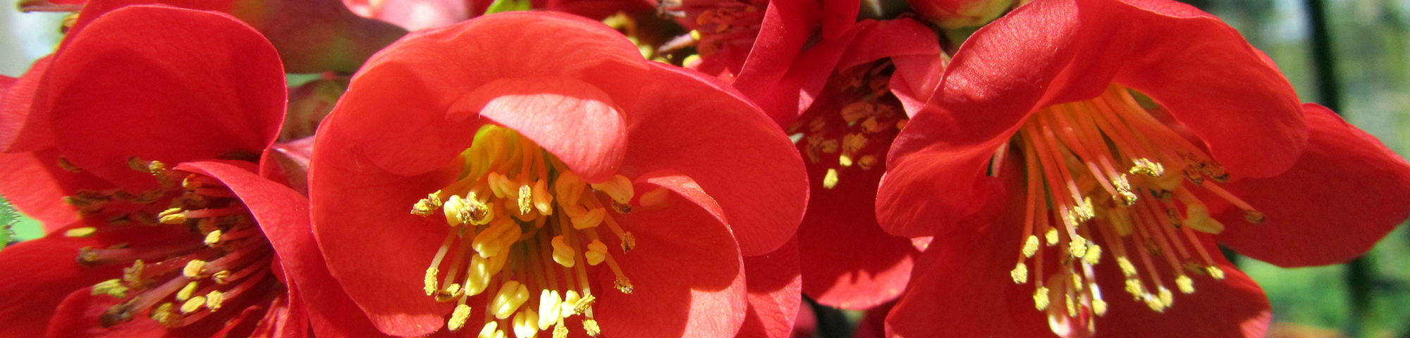 Chaenomeles x superba 'Nicoline'