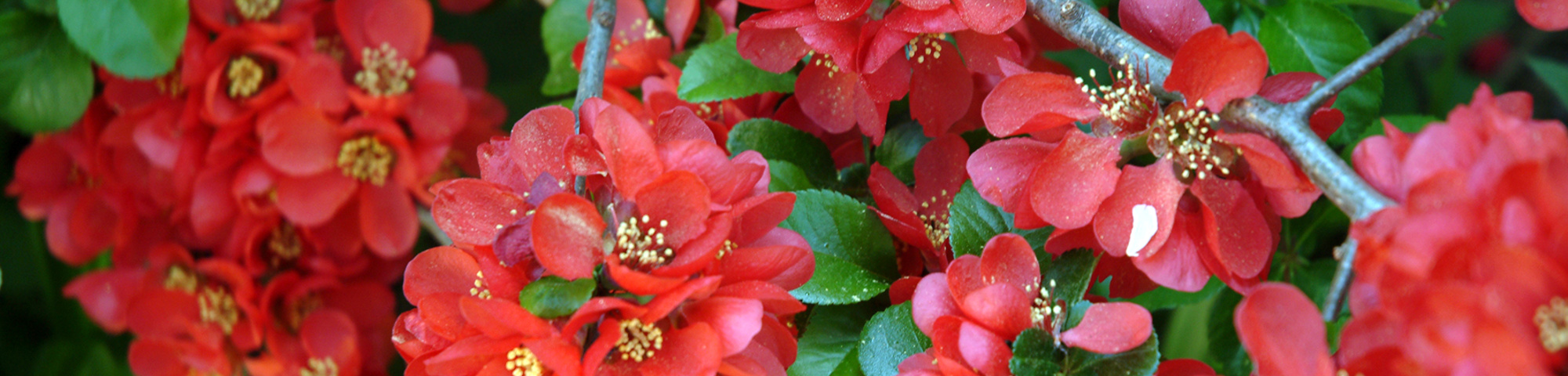 Chaenomeles x superba 'Fascination'