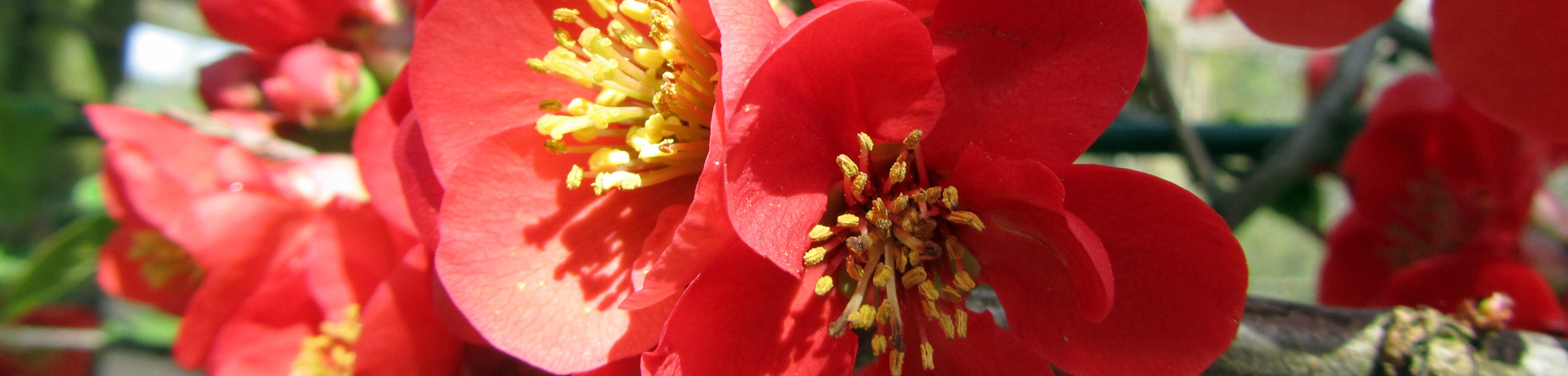 Chaenomeles x superba