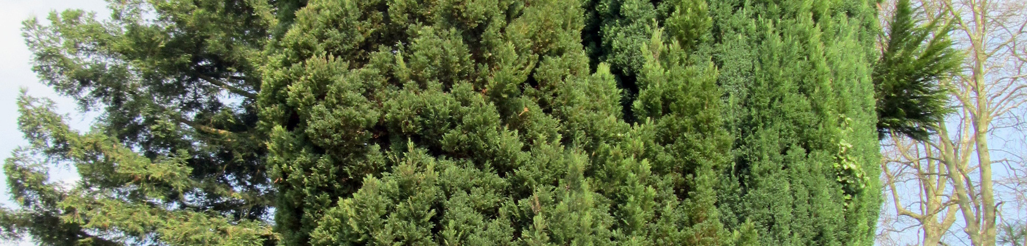 Chamaecyparis lawsoniana 'Ellwoodii'