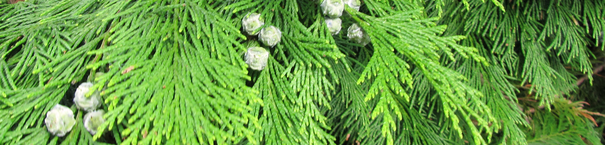 Chamaecyparis lawsoniana 'Lane'