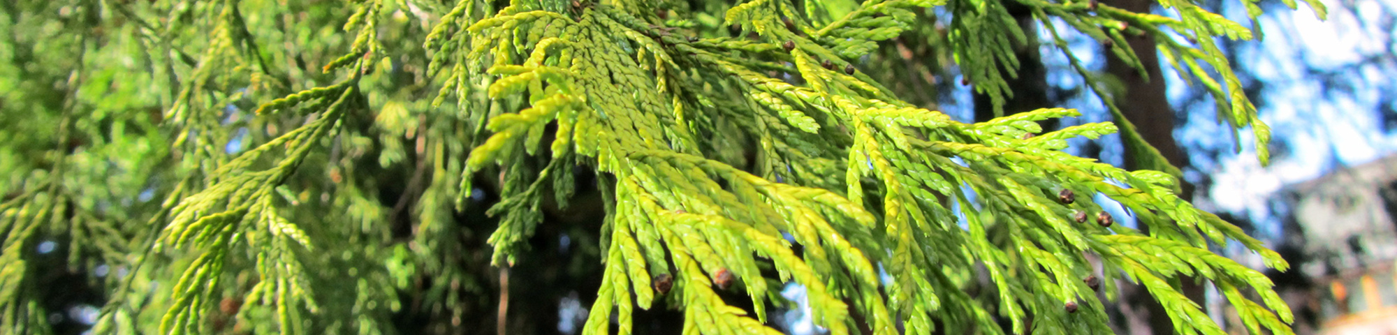 Chamaecyparis pisifera 'Aurea'