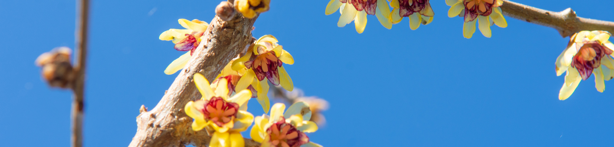 Chimonanthus praecox