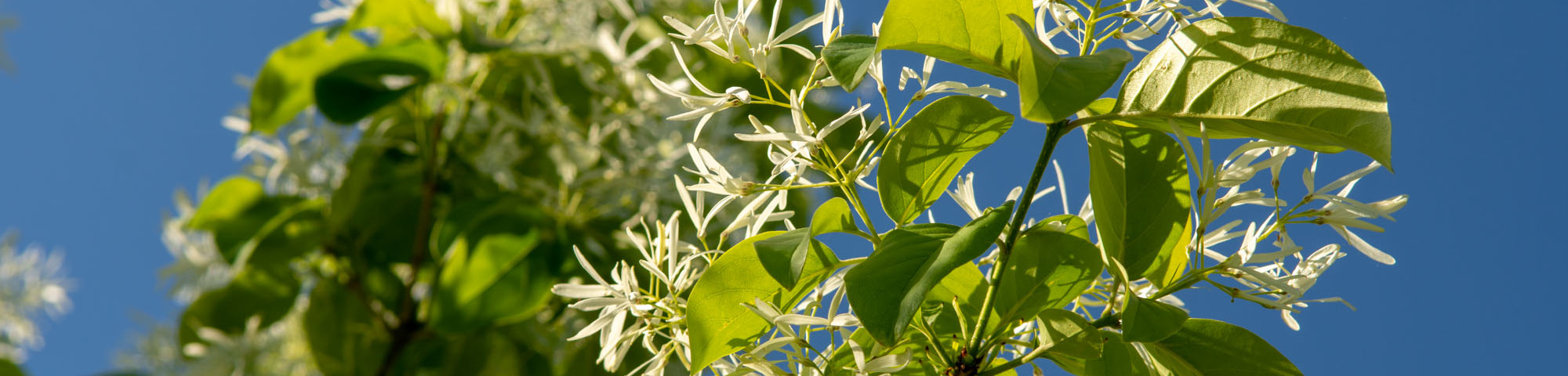 CHIONANTHUS retusus (Chionanthe, arbre de neige de Chine, arbre à franges)