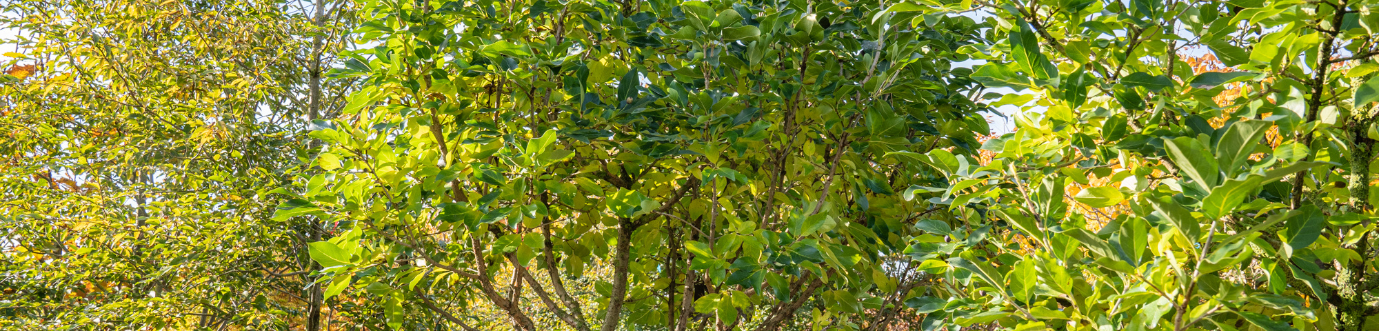 Chionanthus retusus 'Tokyo Tower'