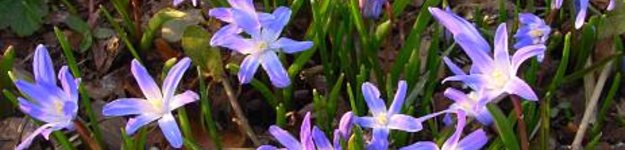 Chionodoxa luciliae