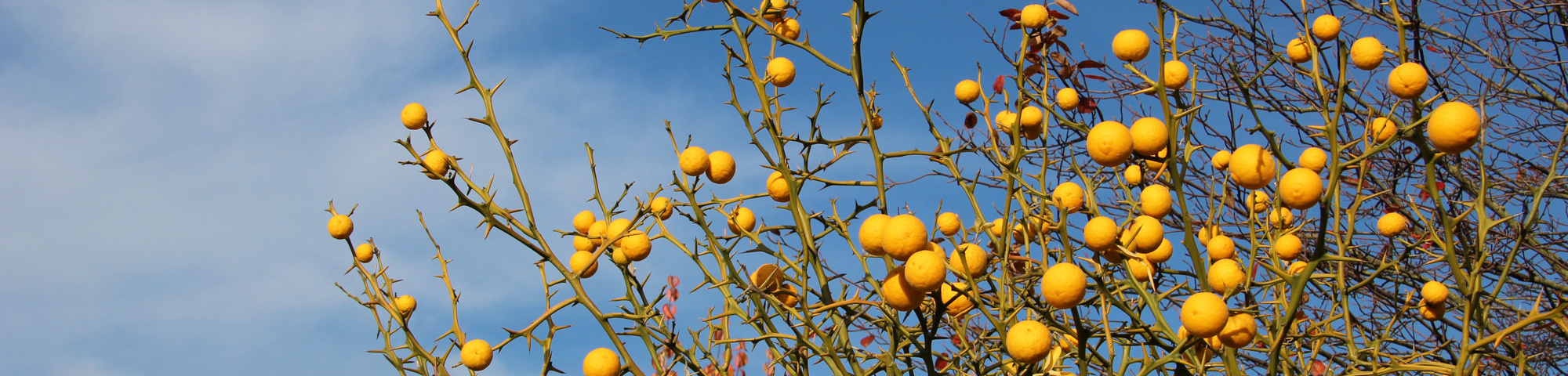 Citrus trifoliata