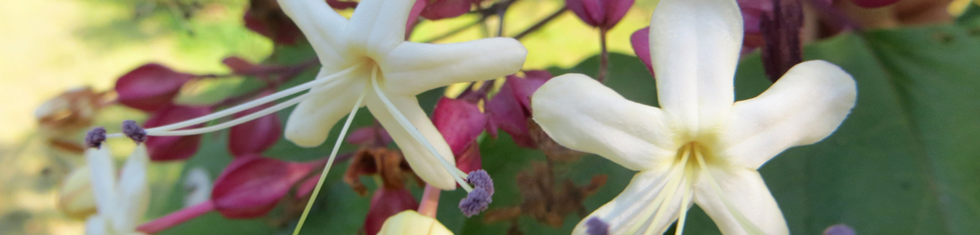 Clerodendrum trichotomum