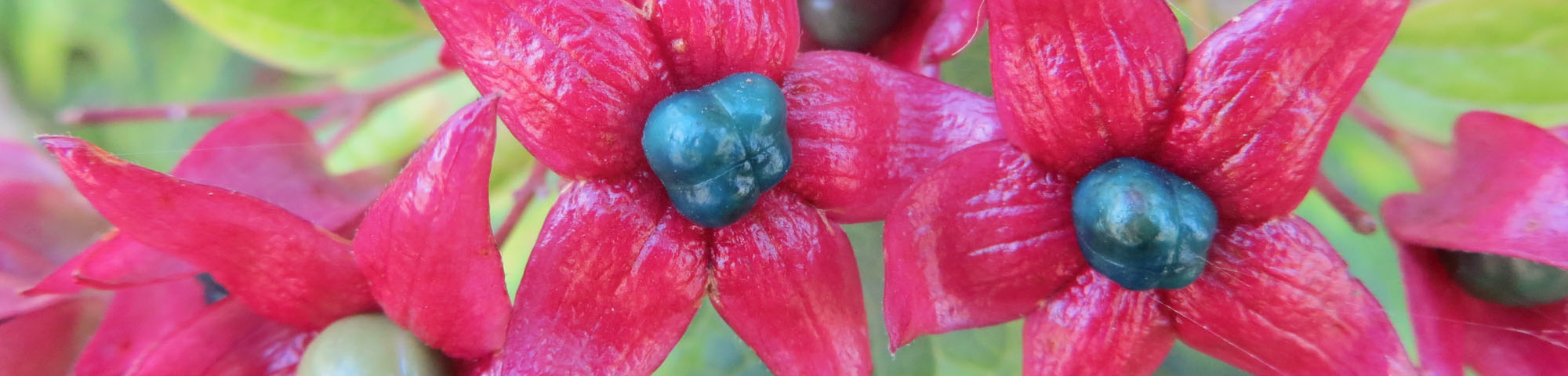 Clerodendrum trichotomum var. fargesii