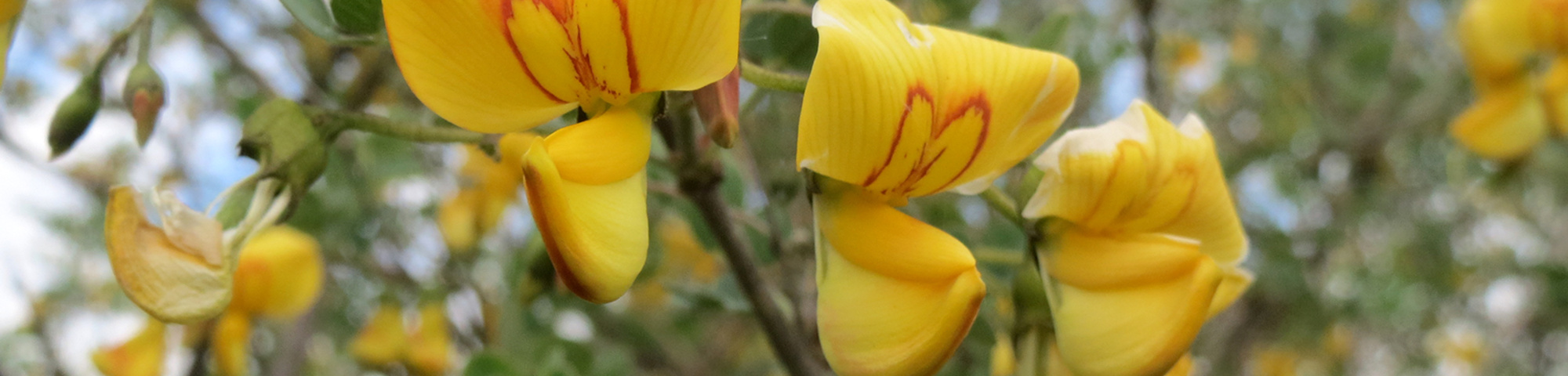 Colutea arborescens